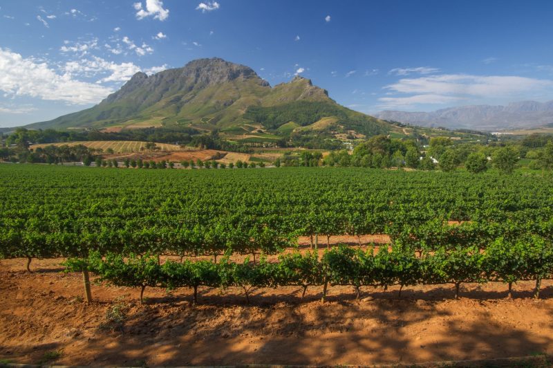 Der Simonsberg über grünen Rebzeilen