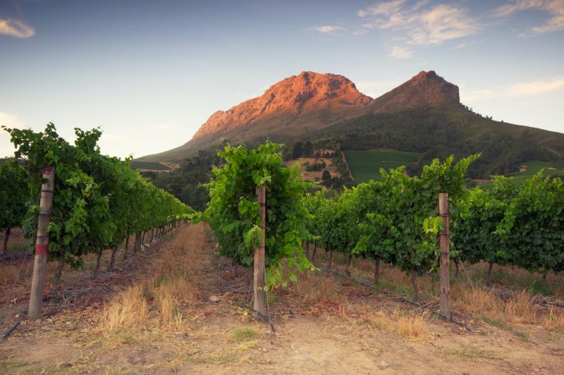 Rebzeilen im Abendlicht, dahinter rot angestrahlte Berggipfel