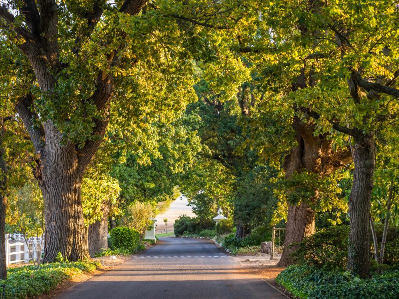 Allee unter alten, hohen Eichen im Abendlicht