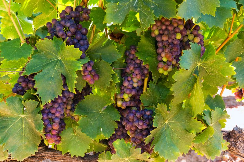 Dichte dunkle Traubenbüschel zwischen Weinlaub