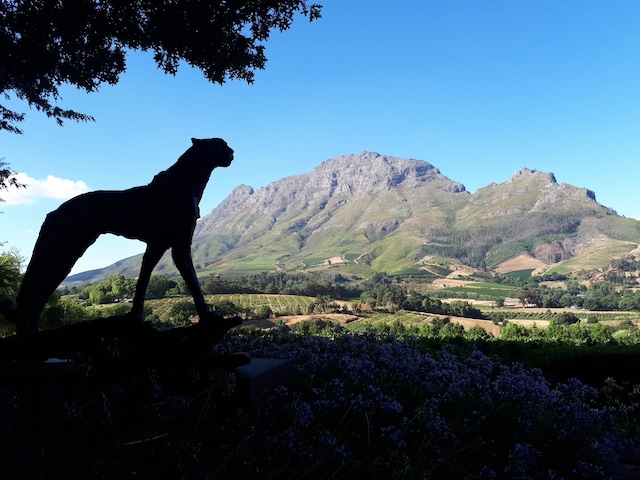 Adrian D'Cap Boutique Manor
